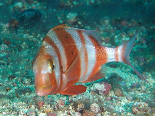 Red-banded Seabream
