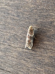 Sciota rubrisparsella