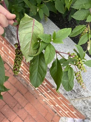 Phytolacca americana