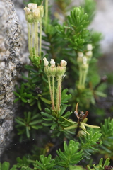Phyllodoce glanduliflora