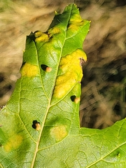 Eriophyes aceris