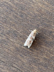 Sciota rubrisparsella