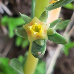 Echeveria platyphylla