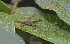 Anolis ventrimaculatus