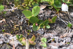 Gaultheria humifusa
