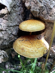 Pholiota aurivella