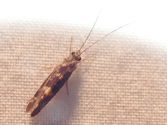 Polycentropodidae