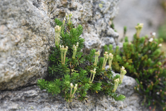 Phyllodoce glanduliflora