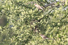 Estrilda troglodytes