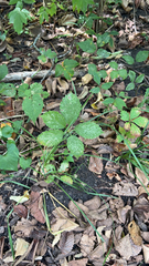 Parthenocissus inserta