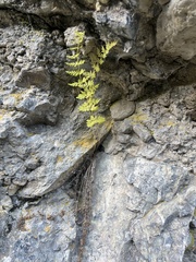 Cystopteris fragilis