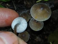 Mycena crocata