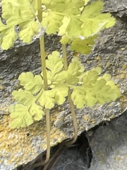 Cystopteris fragilis