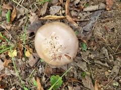 Cortinarius traganus