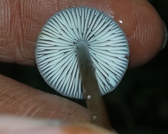 Mycena crocata