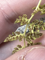 Cystopteris fragilis