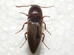 Diplostethus texanus