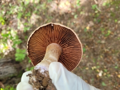 Cortinarius traganus