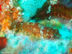 Apletodon