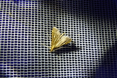 Dolicharthria punctalis