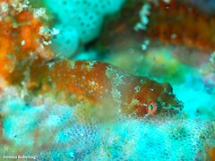 Apletodon