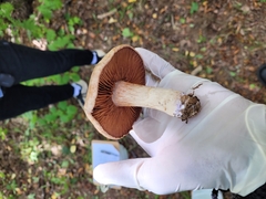 Cortinarius traganus