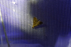 Dolicharthria punctalis