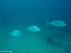 Pseudocaranx dentex