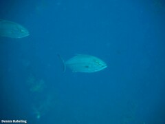 Seriola dumerili
