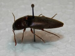 Diplostethus texanus