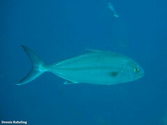 Seriola dumerili