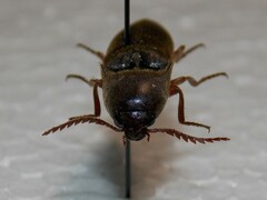 Diplostethus texanus