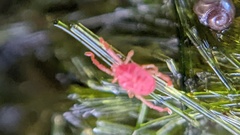 Trombidiformes