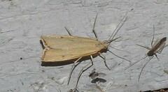 Agriphila attenuatus