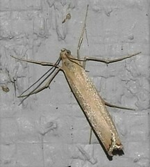 Agriphila attenuatus