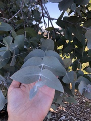 Eucalyptus cinerea
