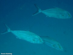 Seriola dumerili