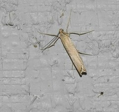 Agriphila attenuatus