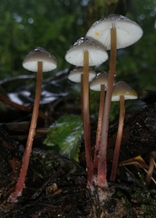 Mycena crocata