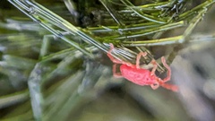 Trombidiformes