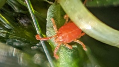 Trombidiformes