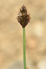 Carex micropoda