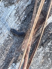 Allacrotelsa spinulata