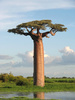 Grandidier's Baobab - Photo (c) Bernard Gagnon, some rights reserved (CC BY-SA)