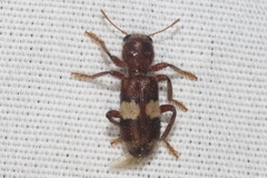 Enoclerus quadrisignatus