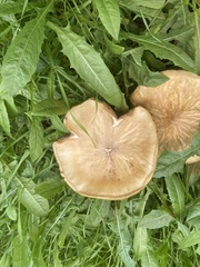 Agrocybe praecox