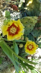 Opuntia cespitosa