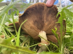 Agrocybe praecox