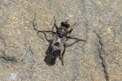 Cyrtopogon bimaculus
