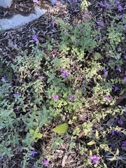 Nepeta × faassenii